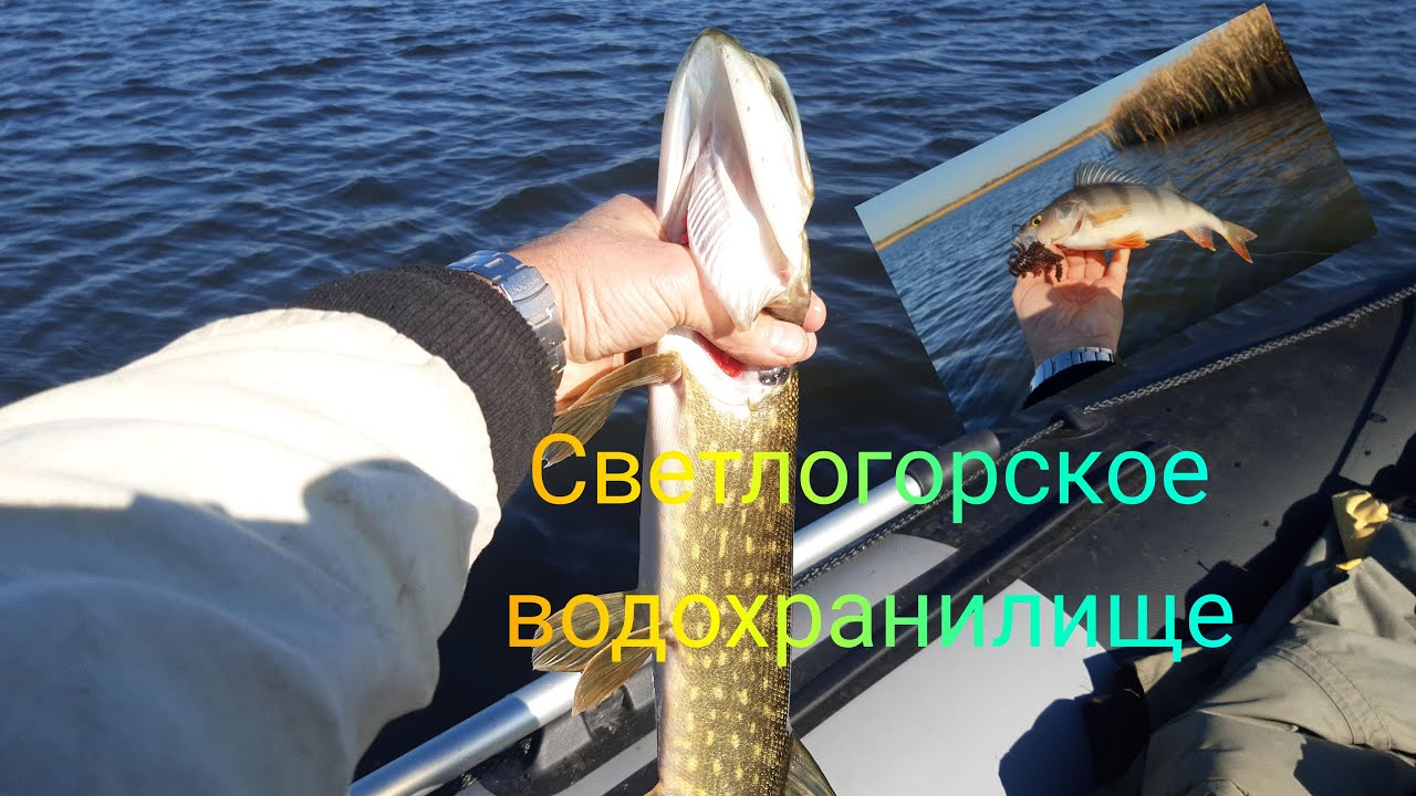 Светлогорское водохранилище.Поиск хищника.