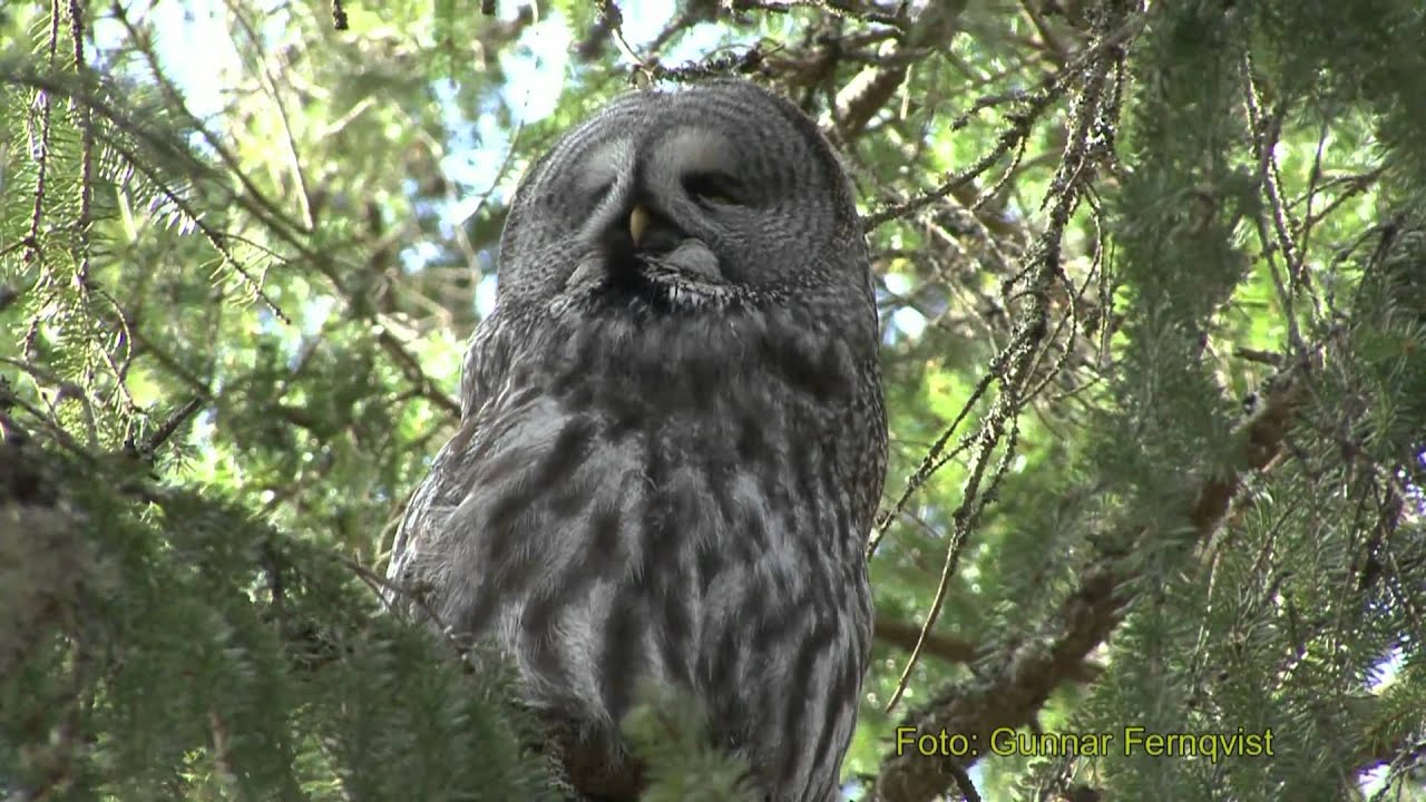LAPPUGGLANS LÄTEN  Great Grey Owl (Strix nebulosa)  Klipp - 126