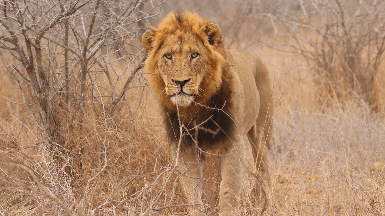Grumpy male lion growls & charges at car Kruger National park South Africa