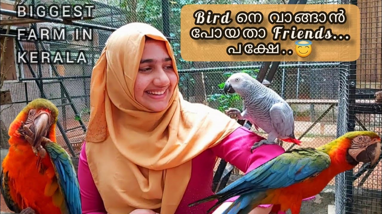നിങ്ങൾ ഇതു വരെ കാണാത്ത വർണ്ണ തത്തകൾ Exotic birds in kerala|Exotic birds farm|Fida and Faizy