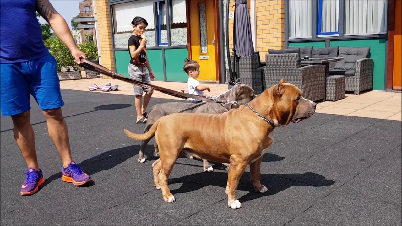 The Giant Bully Pitbulls crew, my dogs