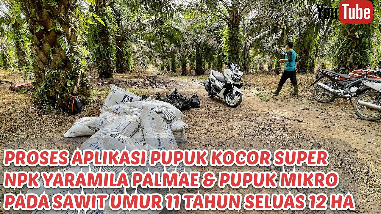 CARA MUDAH APLIKASIKAN PUPUK SISTEM KOCOR NPK YARAMILA PALMAE MIX PUPUK MIKRO-ENCIK JUNIANTO CHANNEL