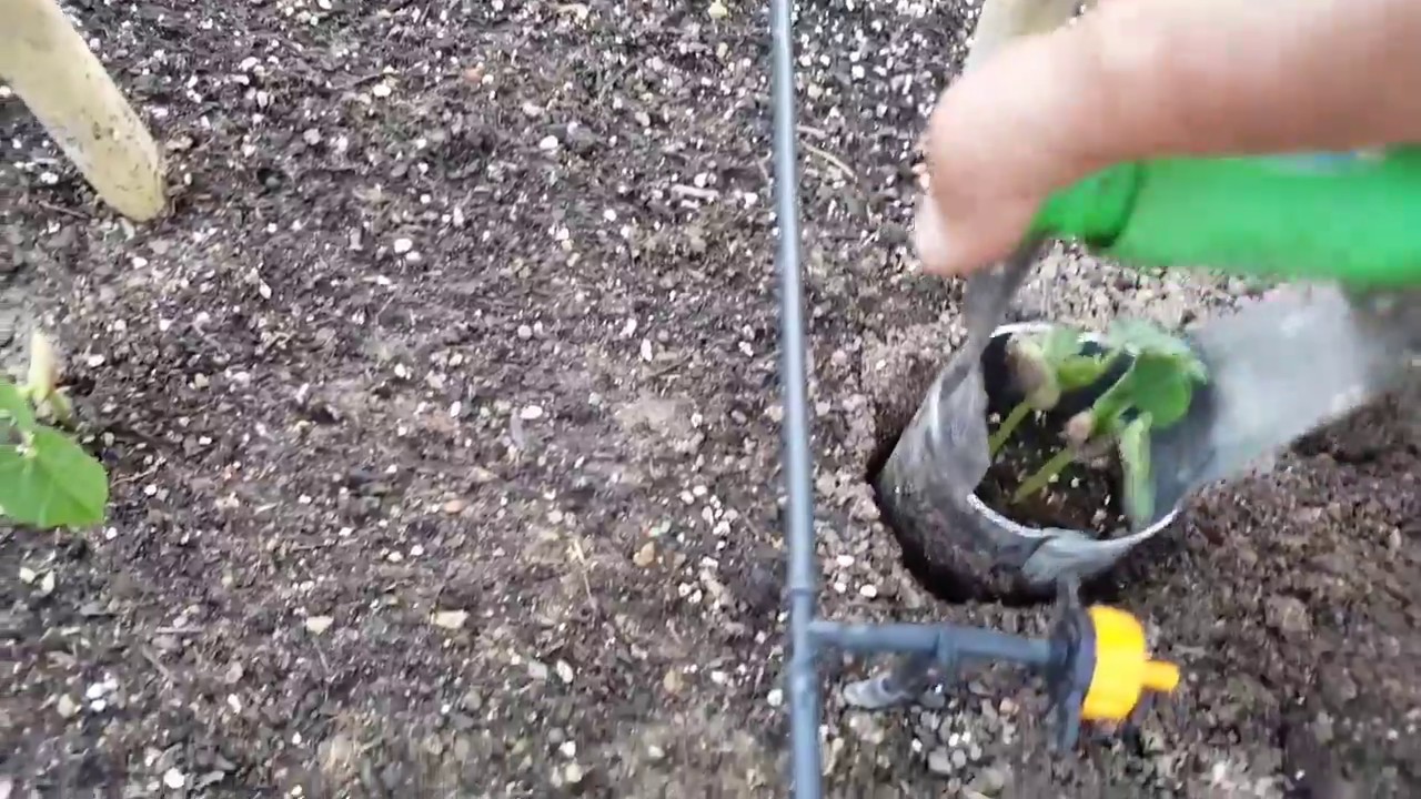 Cómo se trasplanta las plantas de judias verde