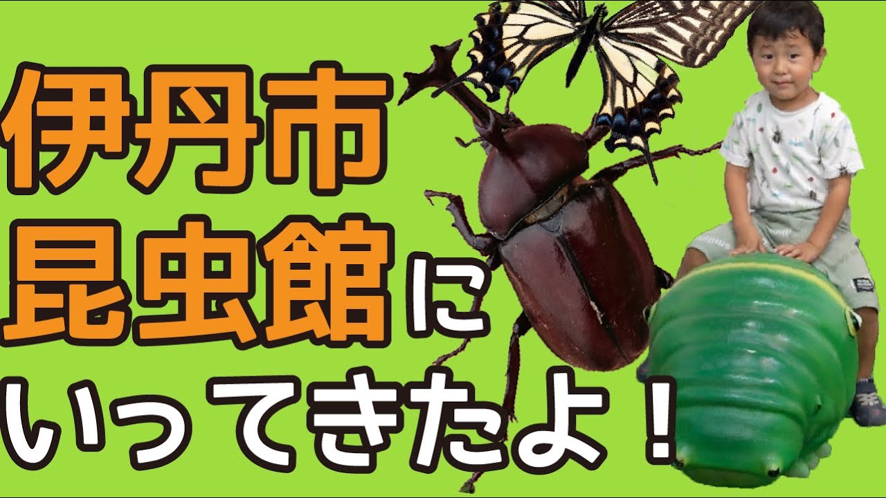 昆虫キッズ☆伊丹市昆虫館にいってきたよ！昆虫大好き カブトムシ、クワガタムシ、アゲハチョウ【 夏休み向け★虫さん 生き物の知育動画】【昆虫の名前】【 幼児向け 虫さん 生き物の知育動画】