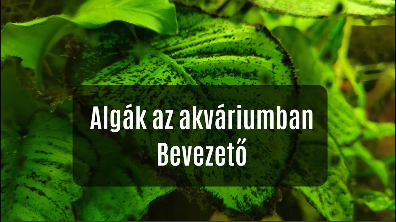 Akváriumi algák - kiváltó okok, és megelőzés (Akvarisztika kezdőknek)