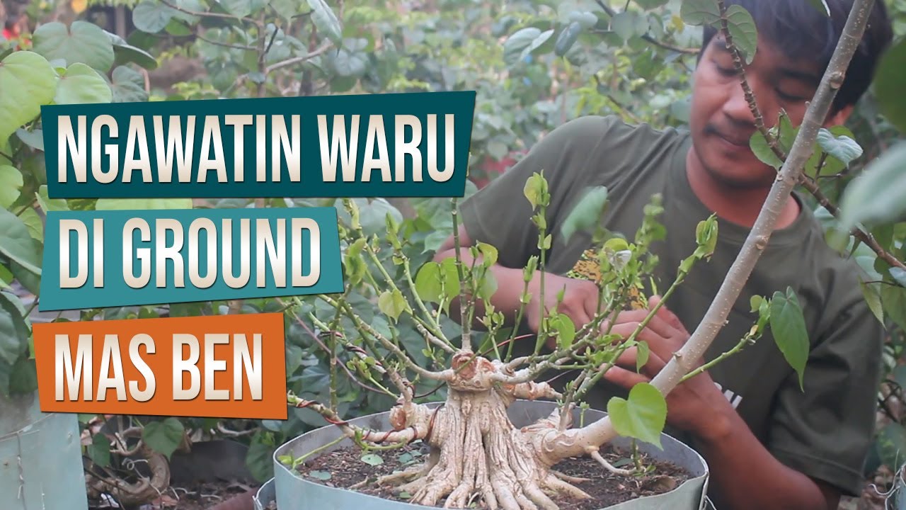 Pengawatan Bahan Bonsai Waru India Di Ground Bersama Mas Ben