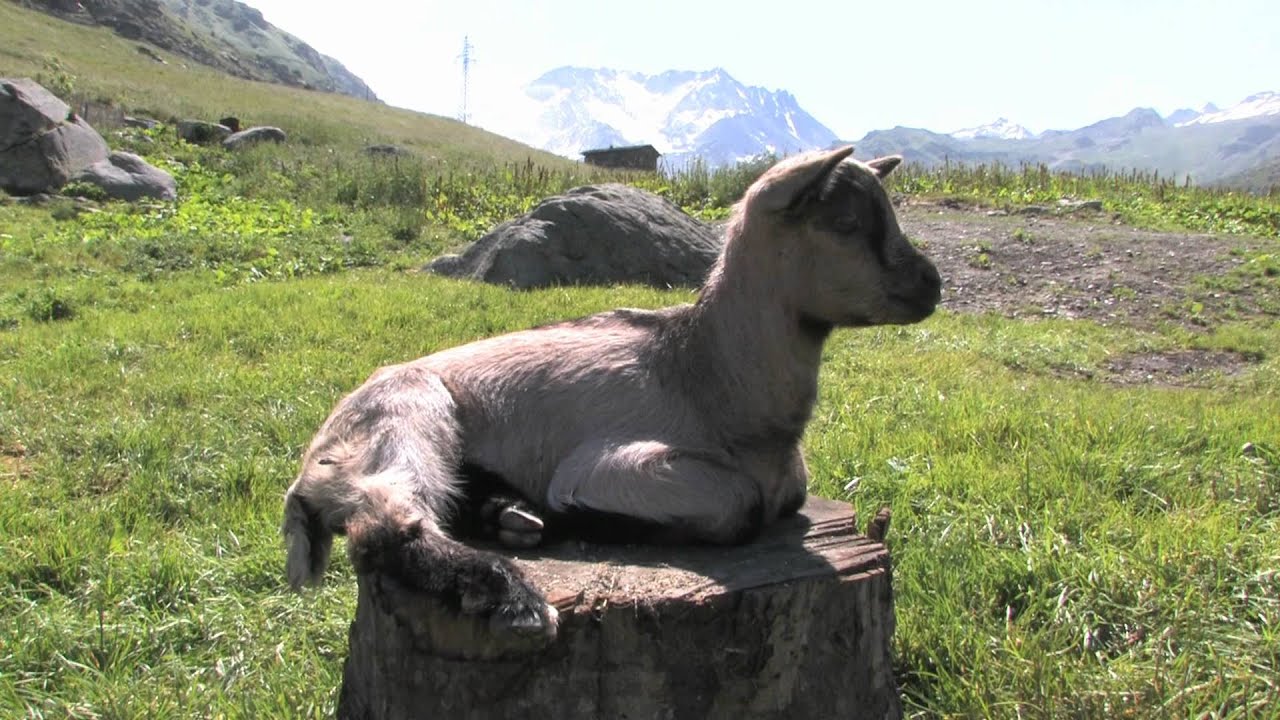 Chalet d'alpage 