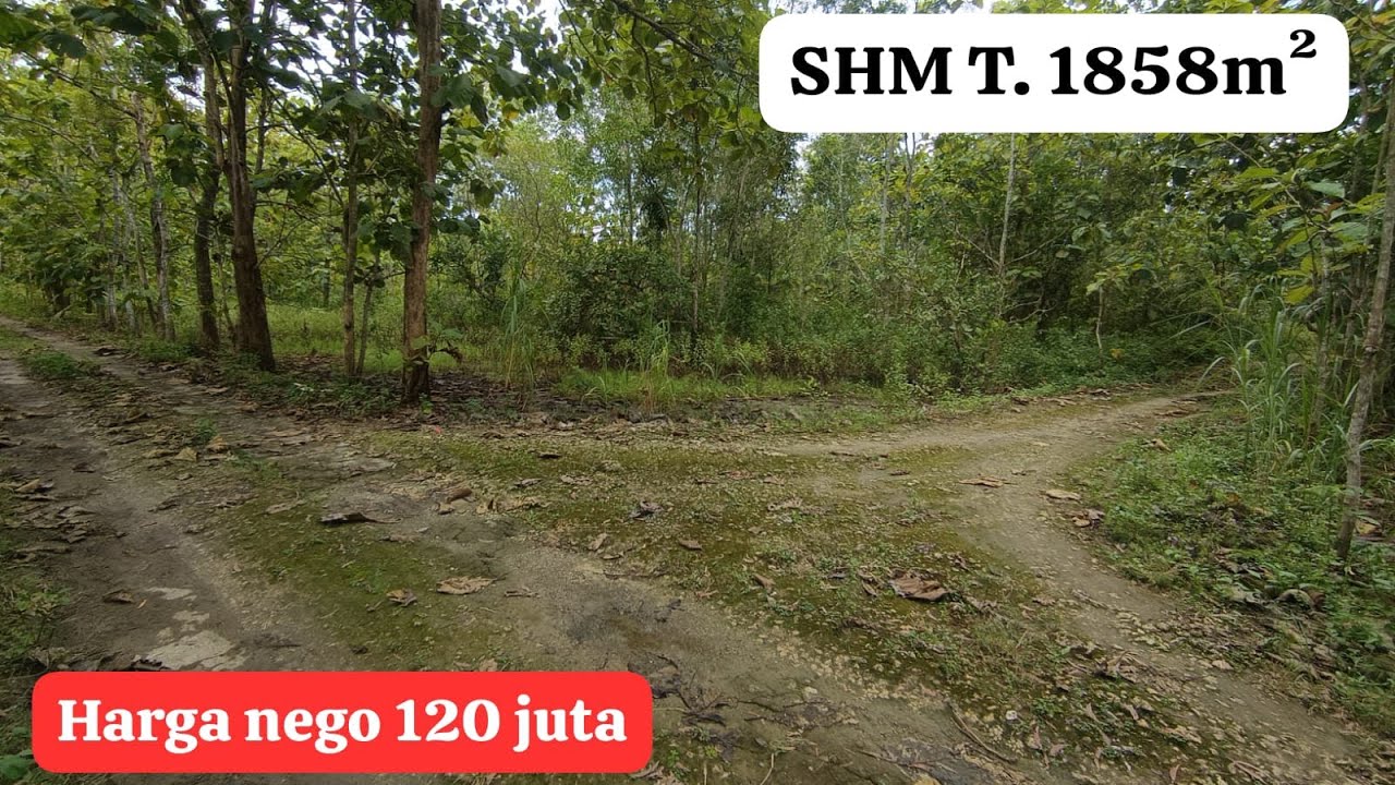 🔴Dijual Tanah Bisa Untuk Rumah Tinggal & Kebun Buah Murah!! #jualtanah#tanahmurahgunungkidul 