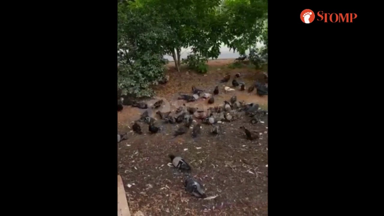 Stomper sees huge flock of pigeons and hell notes scattered on ground near Lakeside MRT Station