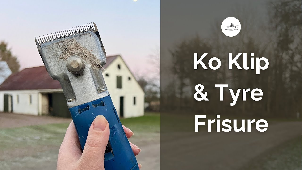 Klipning af alle køerne i stalden
