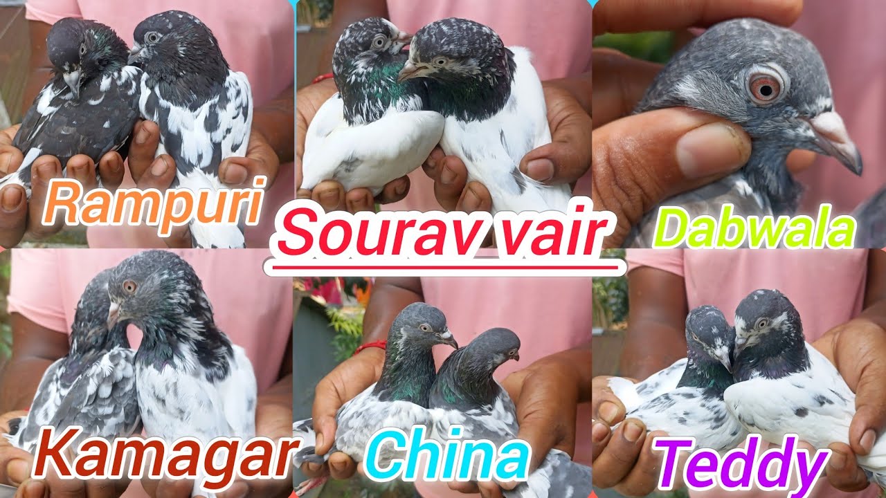 সৌরভ ভাইর টেডি, রামপুরি, কামাগার কবুতর সেল আছে /  Top Quality kichu Collection ......