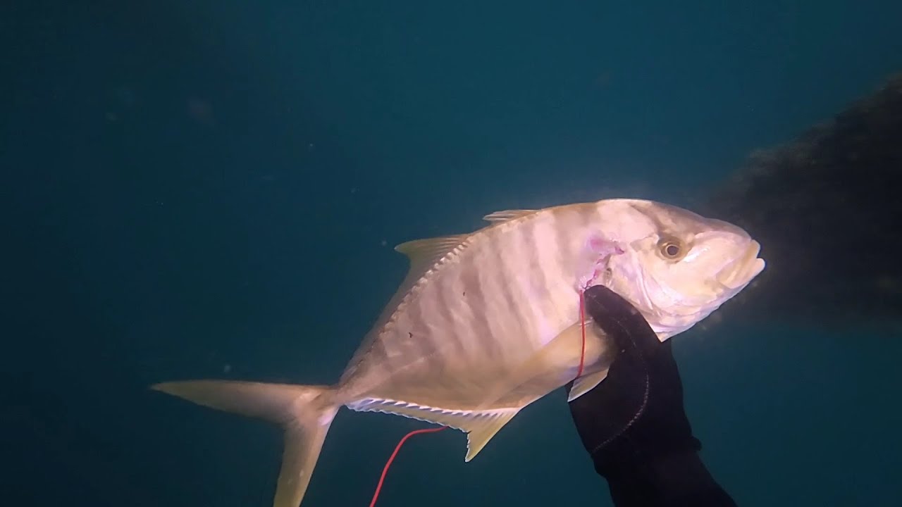 Spearfishing Philippines! Catch and cook Golden Trevally and Brassy Chub!