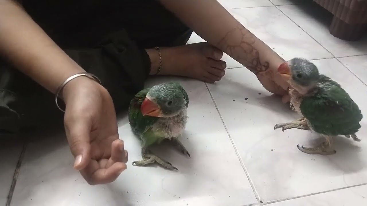 #parrot ko khana Diya Gurdeep ne #