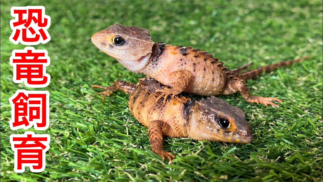 カブトトカゲのためにテラリウムを立ち上げます