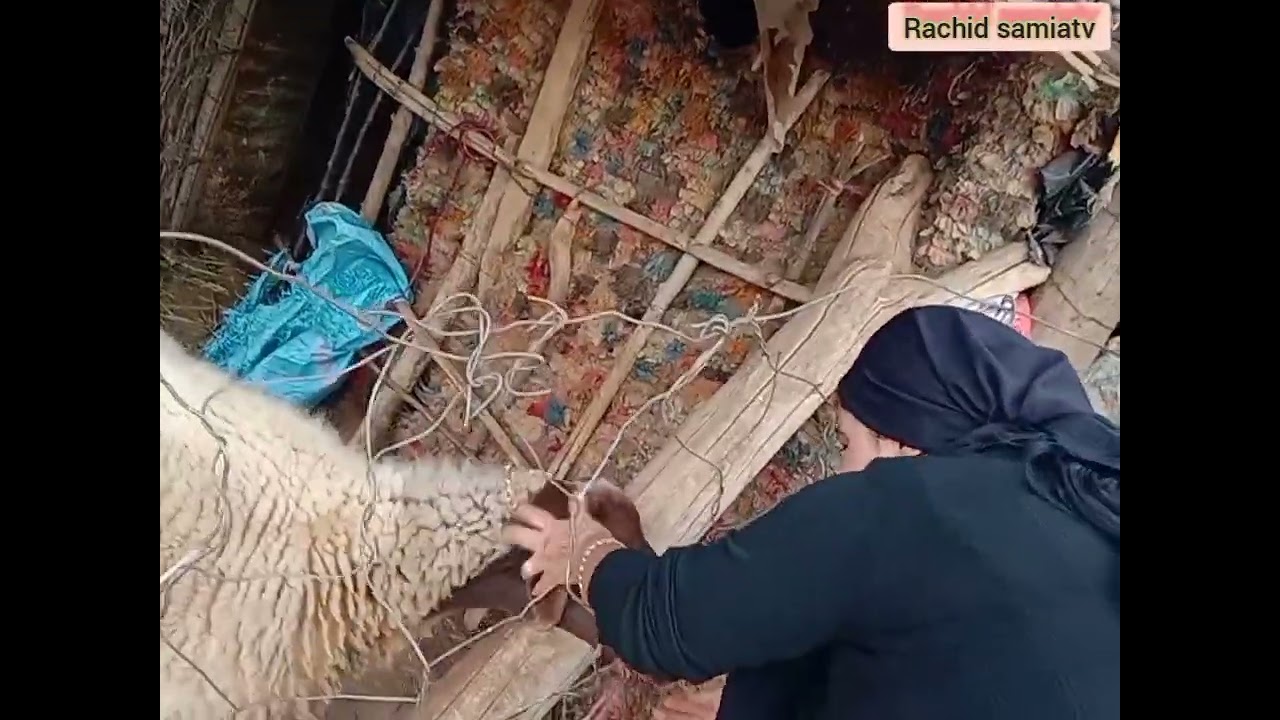سامية حلفات حتى دير ديوان فالعروبية