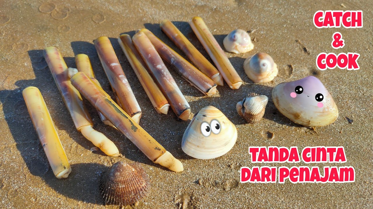 WONDERFUL PENAJAM‼️Strike kerang BAMBU bertubi-tubi