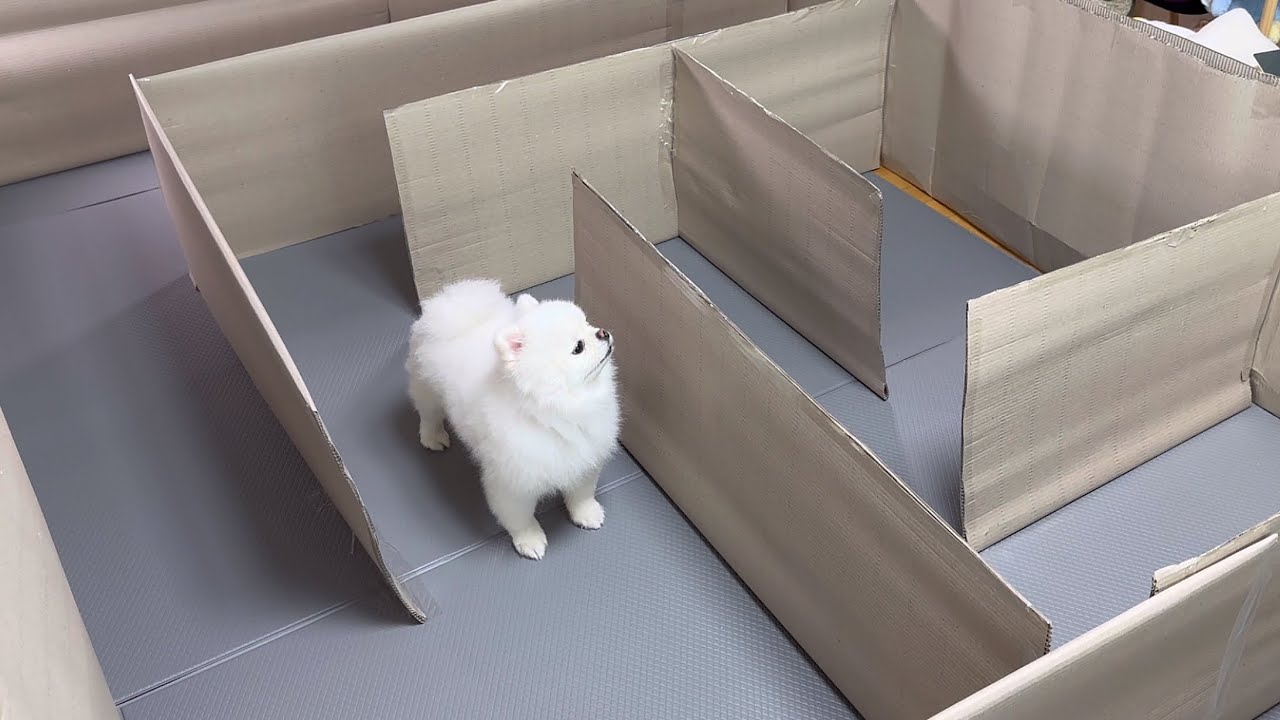 강아지를 빠져나오기 힘든 미로에 가둬봤더니..ㅋㅋㅋ