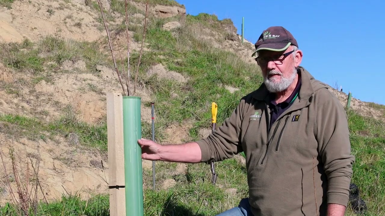 Establishing poplars with rooted cuttings