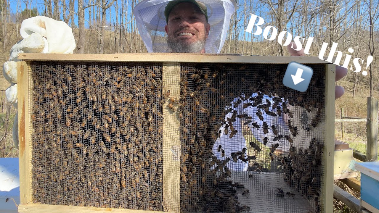 5 Ways to BOOST your Bee Package! ( for new beekeepers)