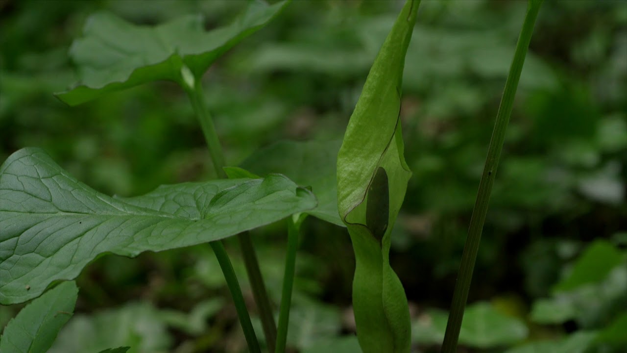 Arum maculatum in bloom 🔴