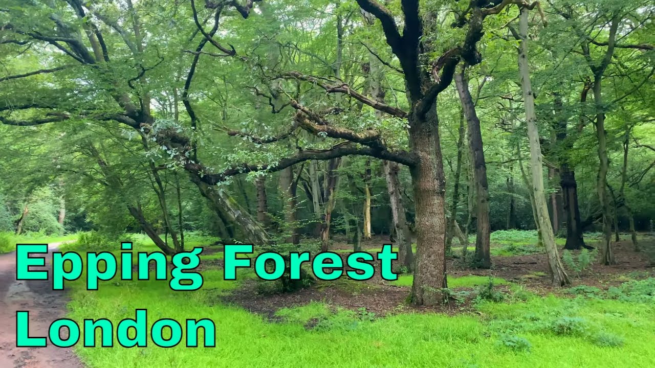Epping Forest - A massive forest in London with peaceful sounds [4K UHD]