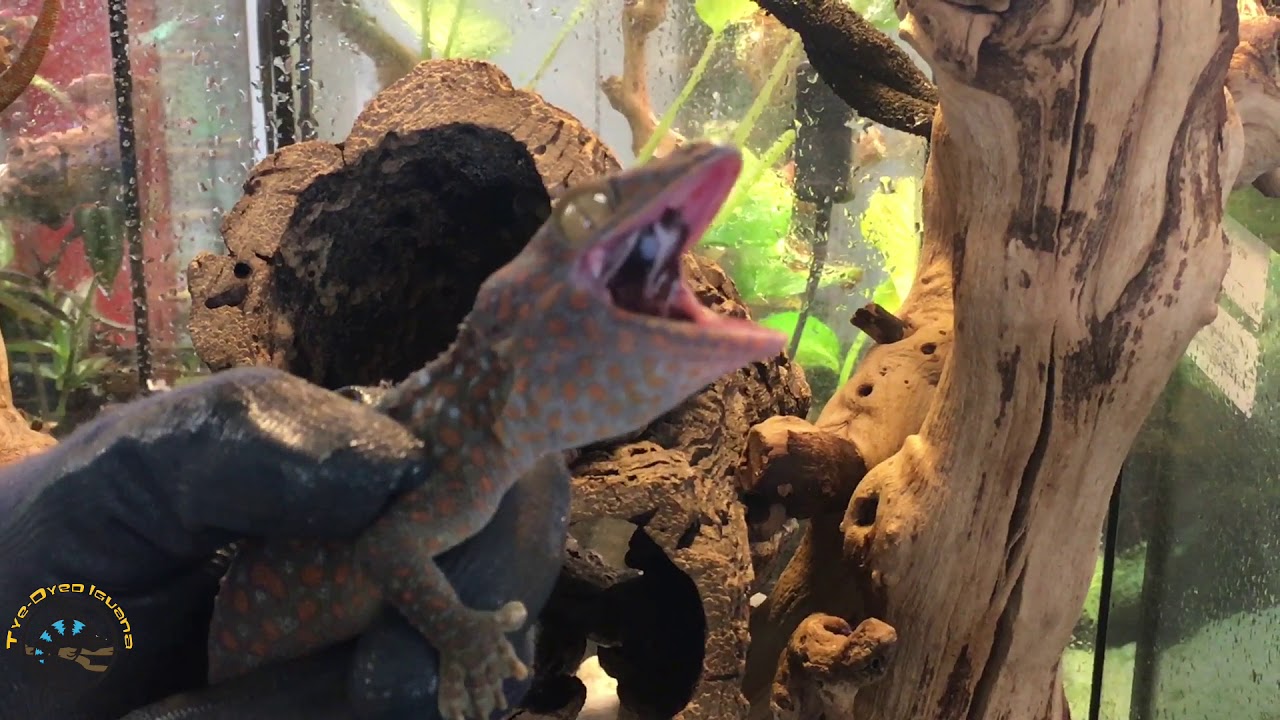 Which Gecko is Best For You?