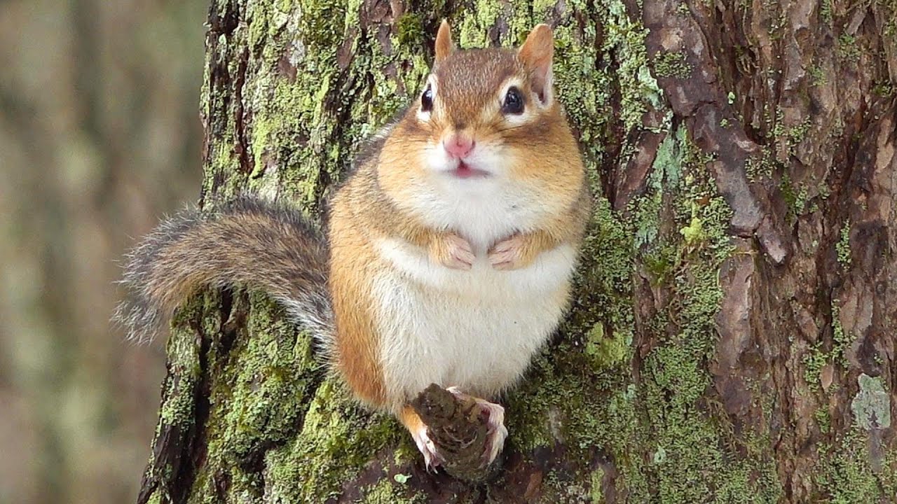 작년에 먹이 준 걸 기억해 내고 총총총 뛰어오는 꼬꼬마 아가씨 다람쥐 Little Lady Chipmunk Remembers Me Feeding Her Last Year