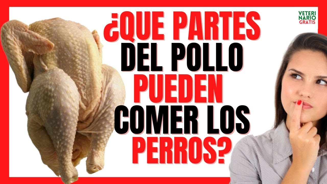 🐔 &iquest;QUE PARTES DEL POLLO PUEDEN COMER LOS PERROS? 🐔 MOLLEJAS, H&Iacute;GADO, PIEL, HUESOS