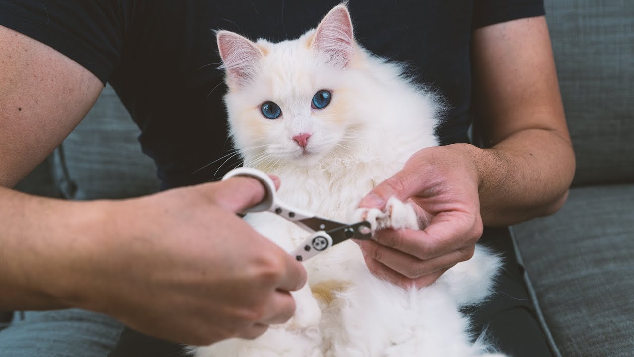 Как подстричь когти кошке самостоятельно (3 шага) | The Cat Butler