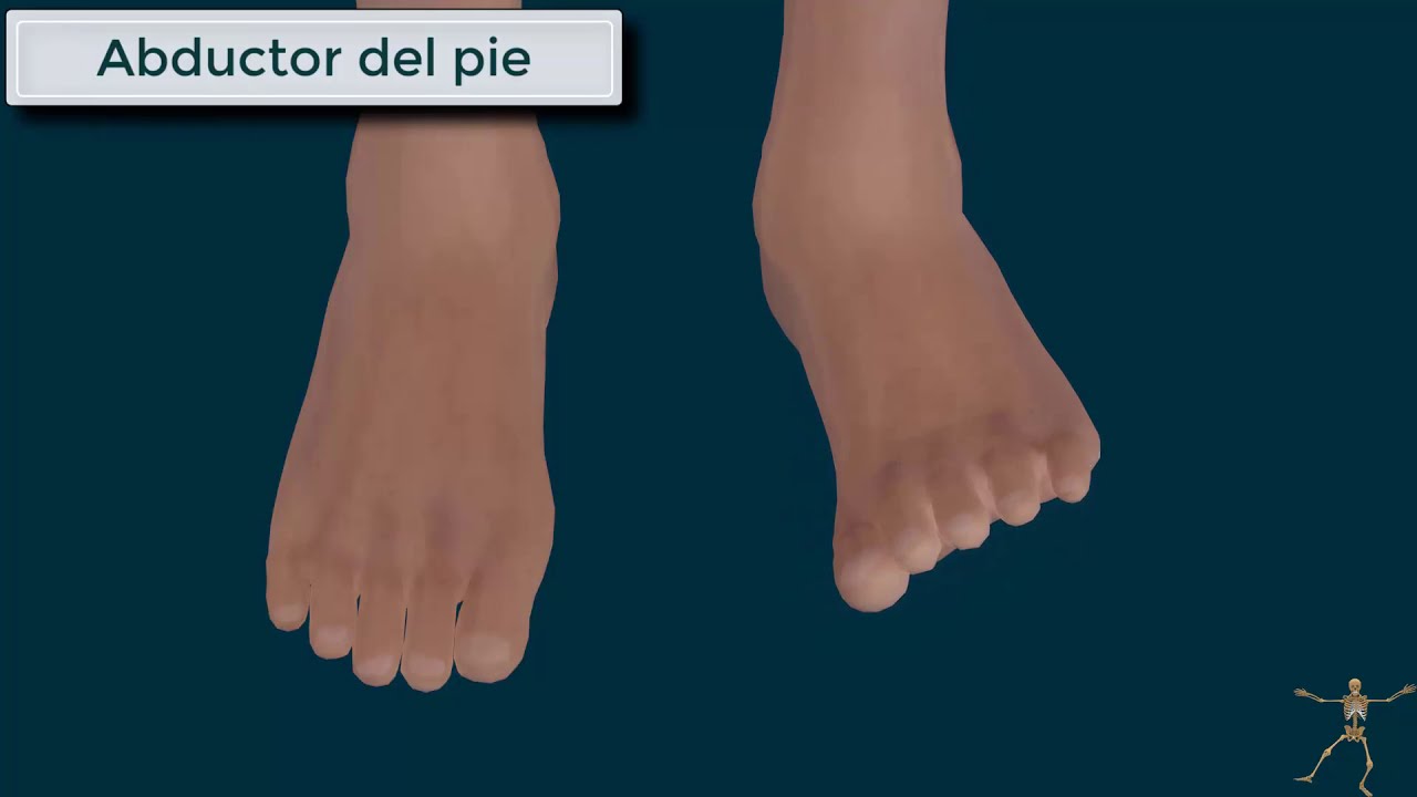 Extensor común de los dedos del pie