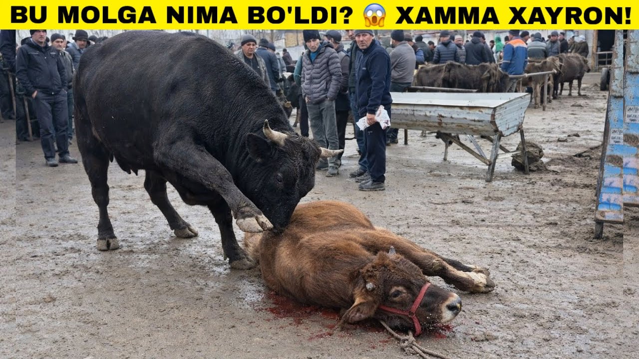 КАСАЛ МОЛ СОТИЛДИ! 😱 ЭНДИ НМА БУЛАДИ? ТЕРГАЧИ МОЛ БОЗОРИ НАРХЛАРИ