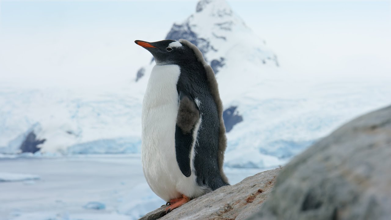 Antarctica 3D - Now Playing at the California Science Center IMAX Theater