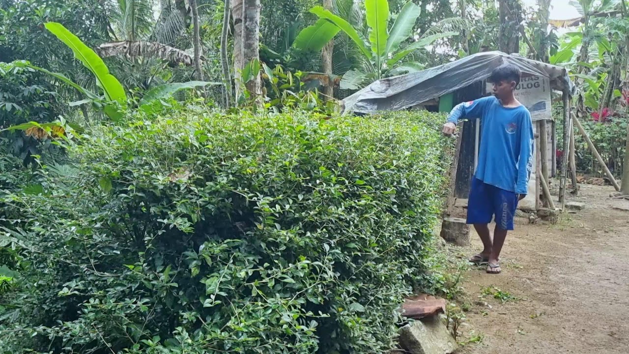 Satisfying Pruning: Beautifying the Front Yard Garden _FarmersLife _Short