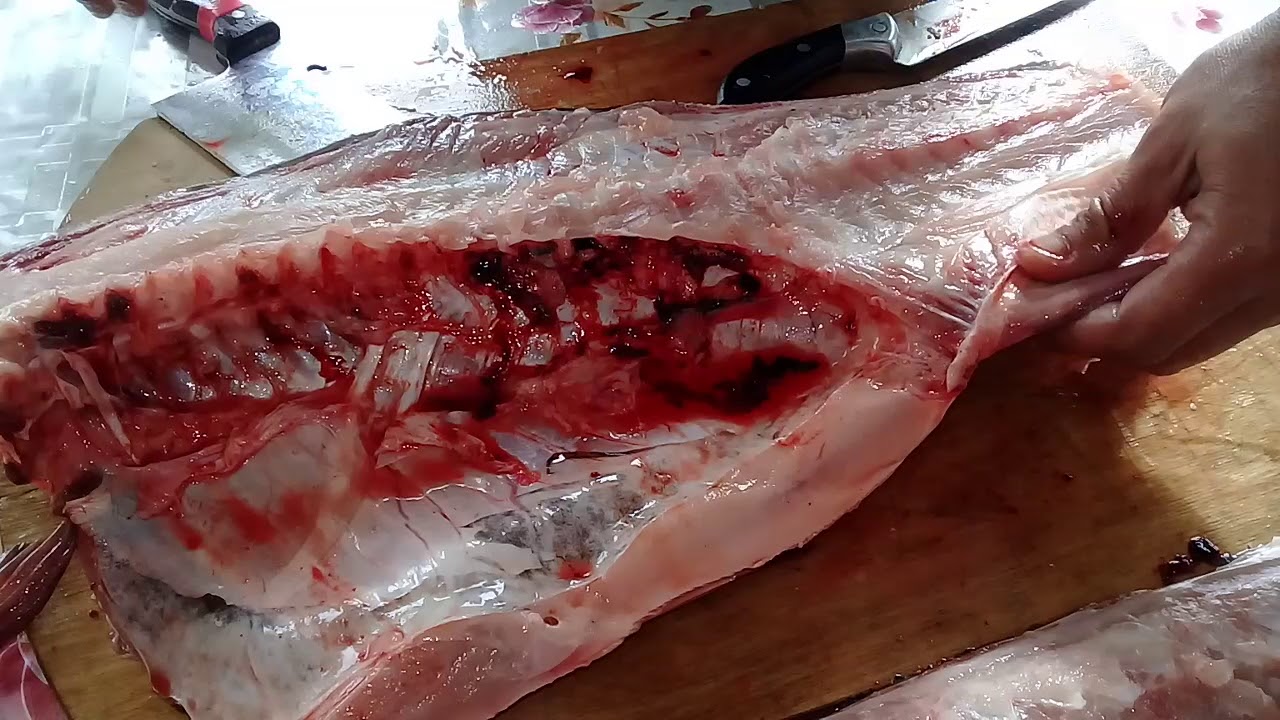 Толстолоб 14 кг разделка.Silver carp 14 kg cutting