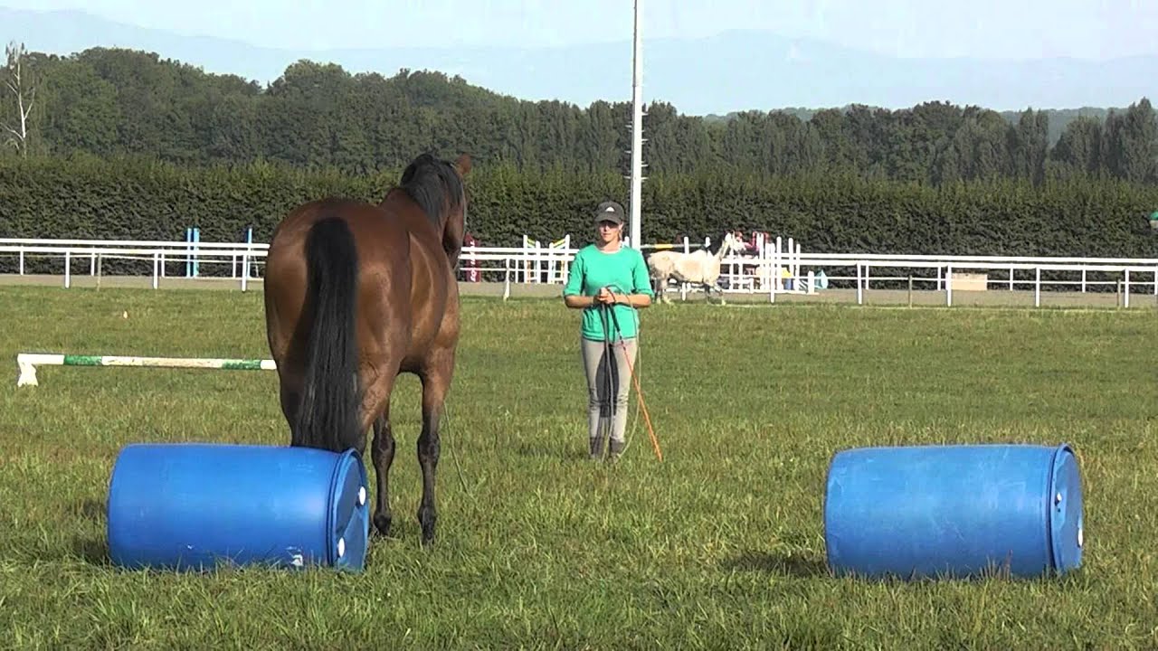 Luciane ol l4 Parelli audition part1.MTS