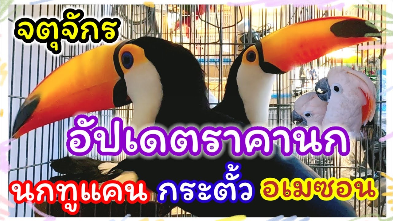 อัปเดตราคานกนอกนำเข้า นกหายาก อย่างนกทูแคน กระตั้ว อเมซอน ที่จตุจักร ร้านPet Ex จัดส่งได้ทั่วประเทศ