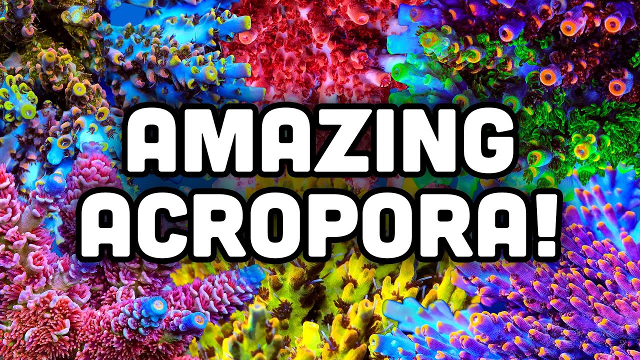 How to Keep Acros 101! | Coral Care Guide