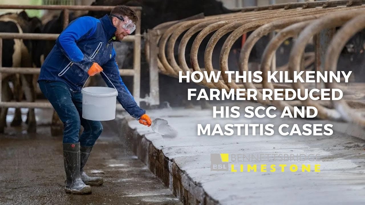 How this Kilkenny farmer reduced his SCC and mastitis cases | Bennettsbridge Limestone