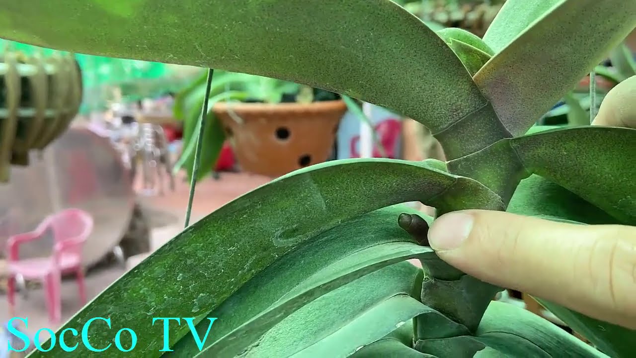 Cách Chăm Sóc Lan Hồ Điệp Ngồng Bự,Nhiều Nụ,Hoa Lâu Tàn Hiệu Quả Nhất!!!!