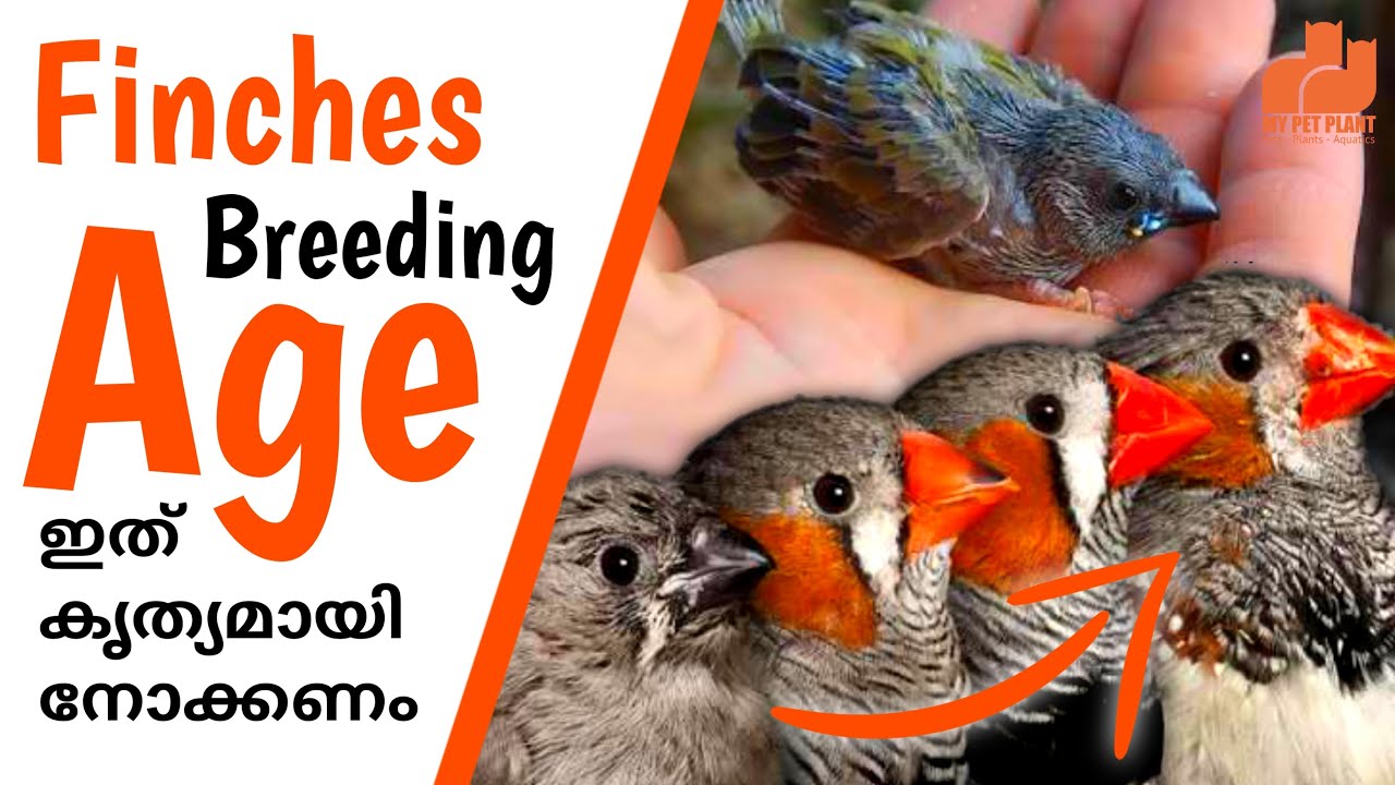 How to Find Finches Age | Finches Breeding Age | Malayalam | MY PET PLANT