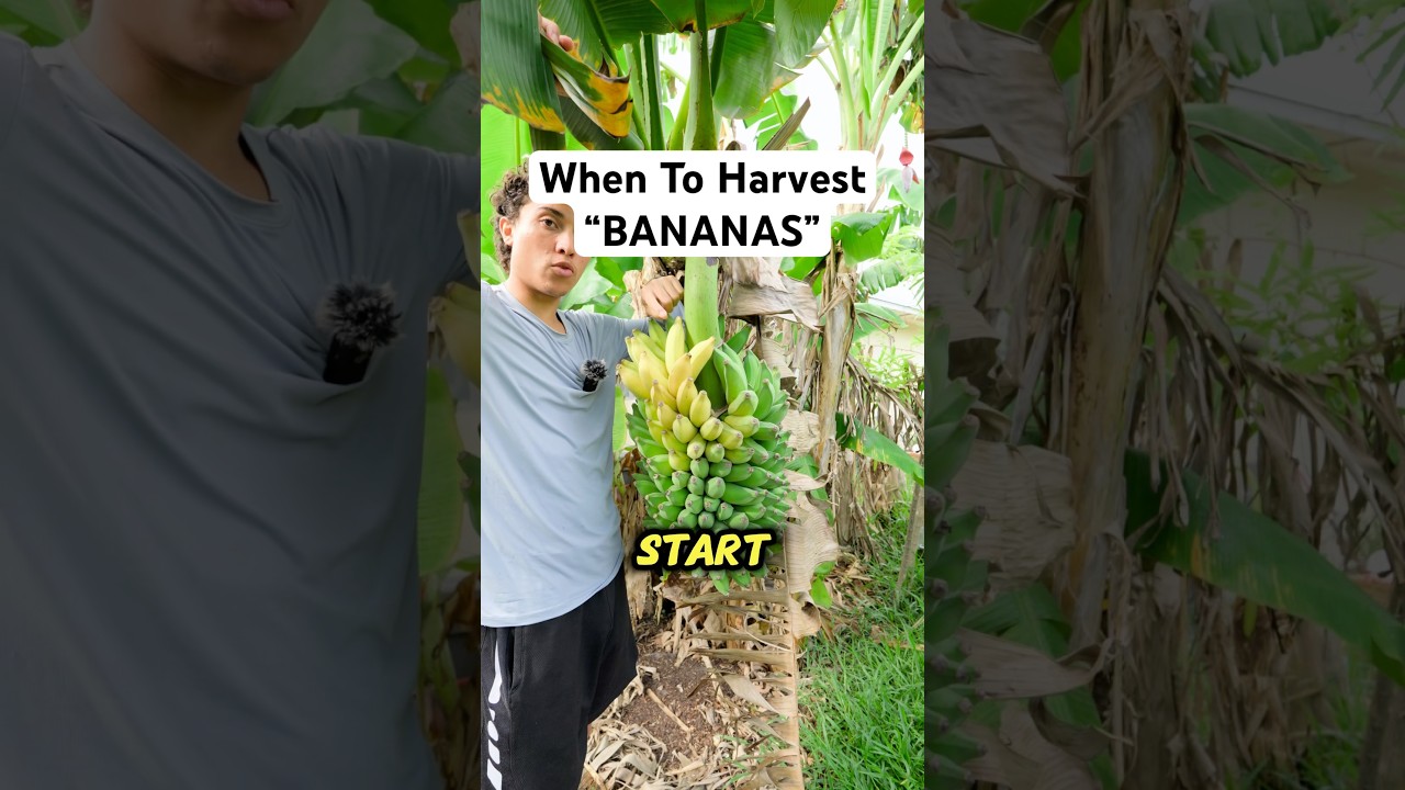 Когда собирать бананы! &laquo;ОГРОМНЫЙ УРОЖАЙ&raquo; (Узнайте больше)