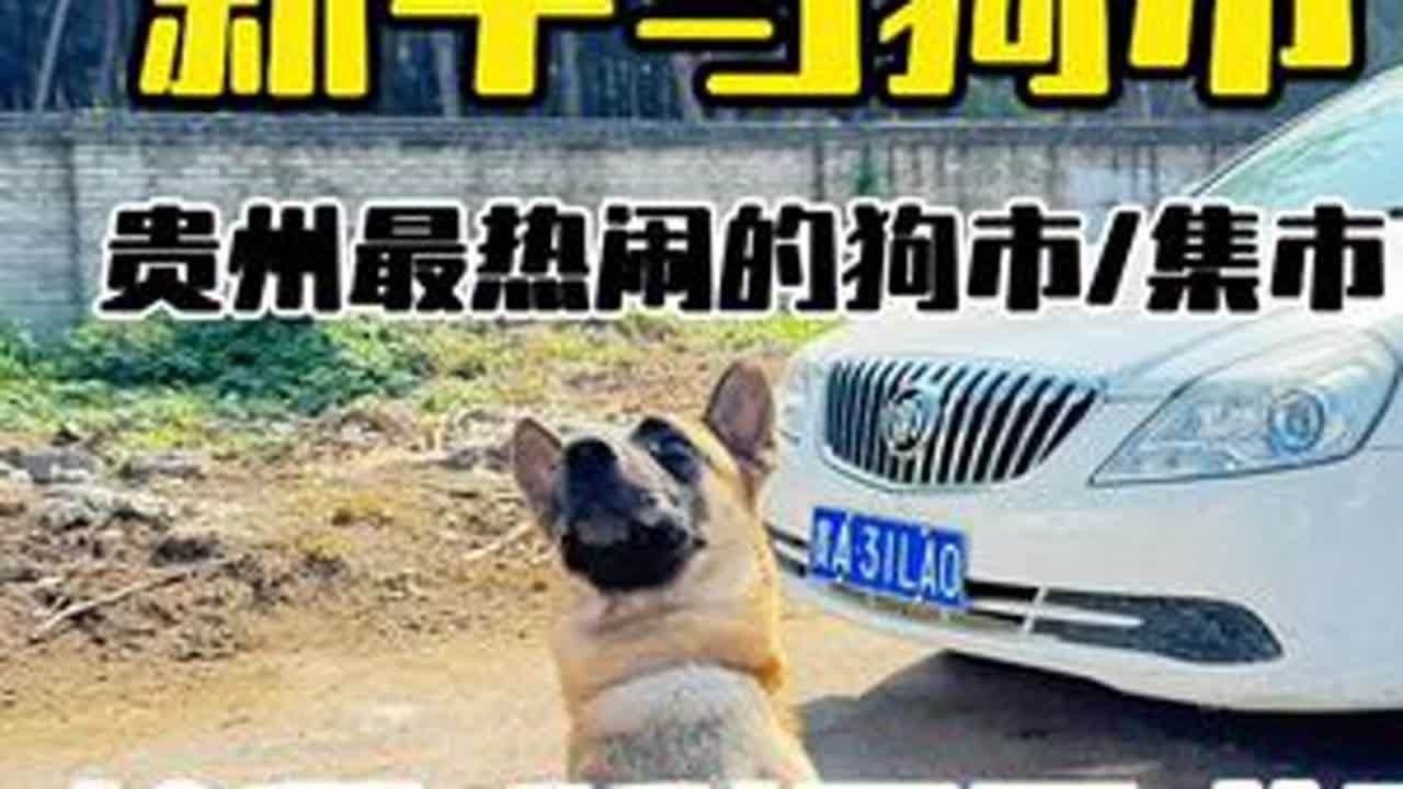 #狗市 #马犬魅力  #花溪狗市 贵州（贵阳）每周最热闹的农村狗市 星期天花溪新牛马市场赶集，想买什么都有 欢迎大家来玩！#农村集市 #花溪新牛马市场