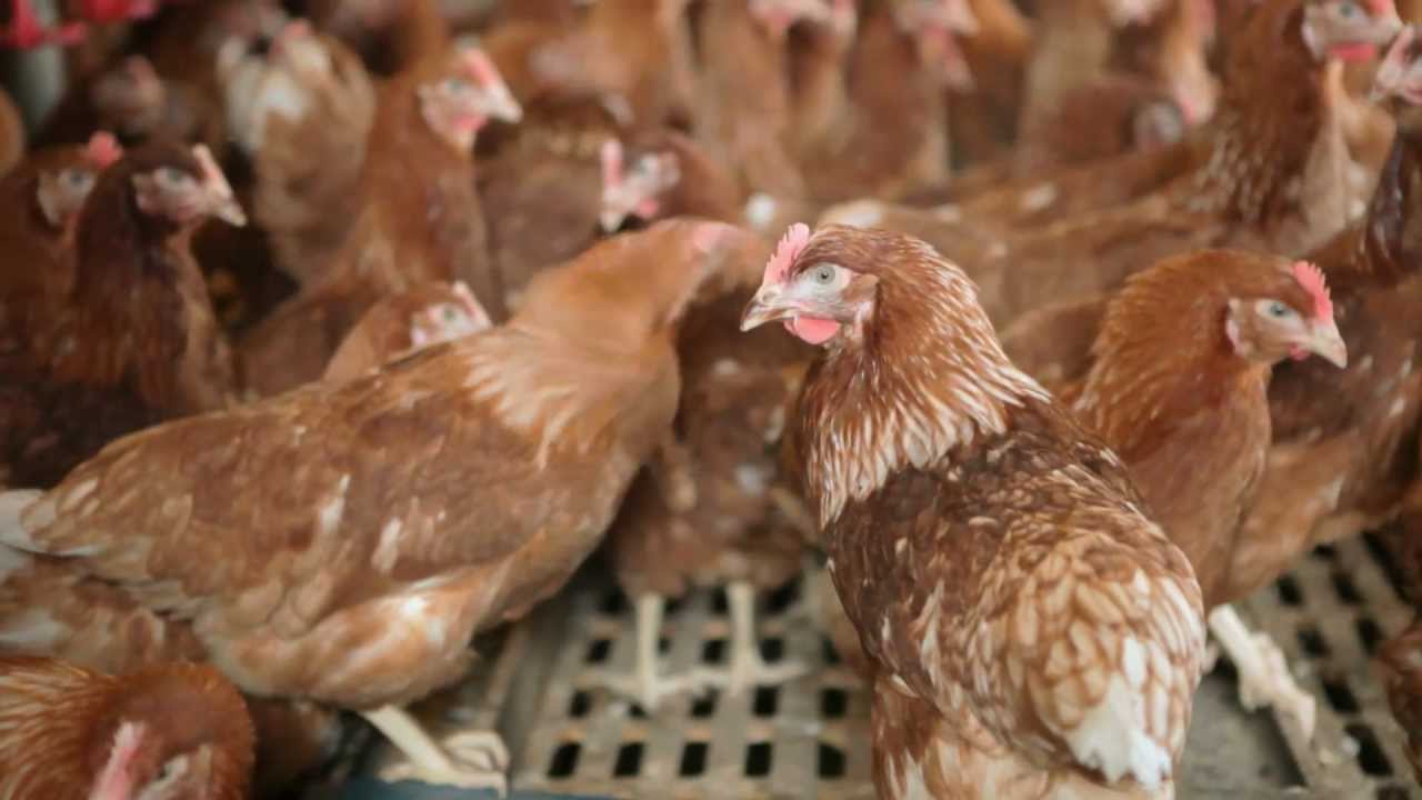 Gellings Eggs Profile Video - Shoprite Isle Of Man