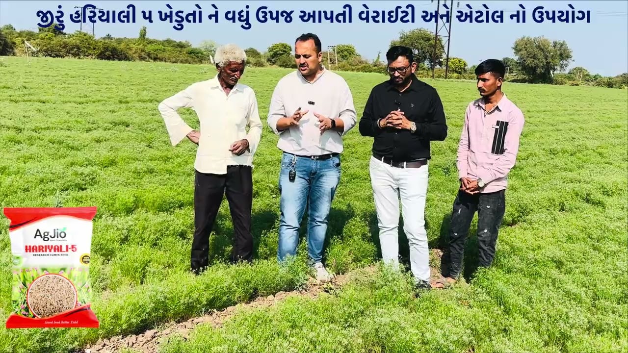 જીરું હરિયાલી ૫ ખેડુતો ને વધું ઉપજ આપતી વેરાઈટી અને એટોલ નો ઉપયોગ