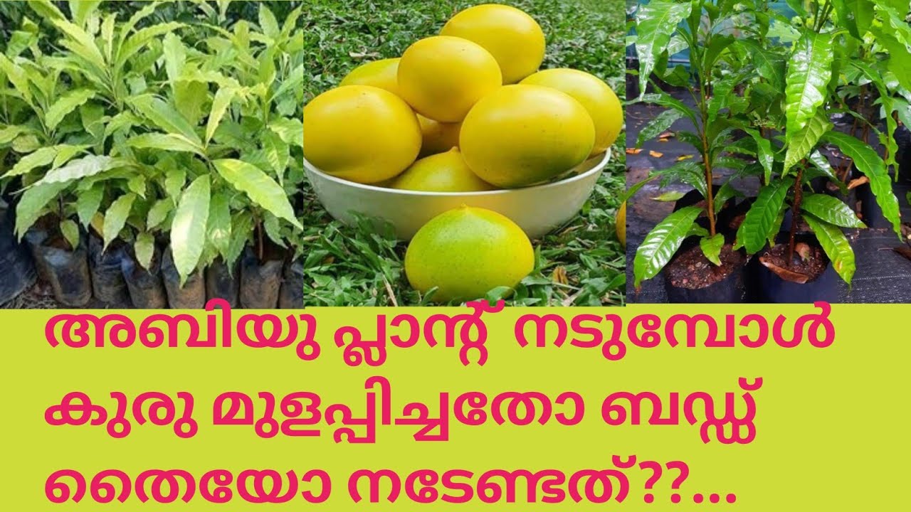 അബിയു തൈ ഇതുപോലെ ഉള്ള സ്ഥലത്ത് നട്ടാൽ രണ്ടാം വർഷം തന്നെ പൂത്ത് അബിയു ലഭിക്കും @kl40moneyfarming