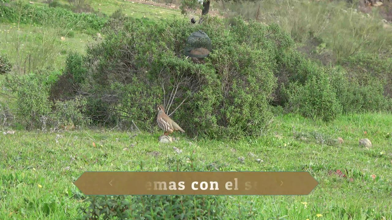 Perdiz con reclamo.24. 