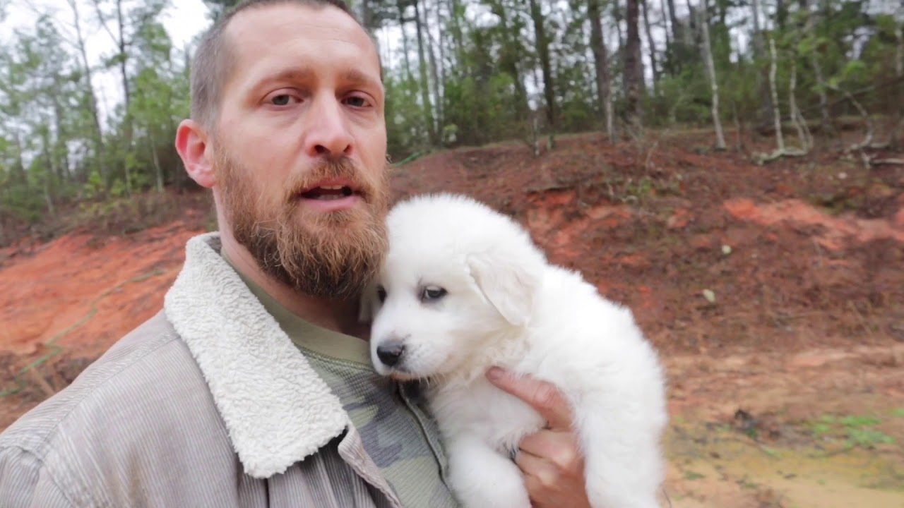 Training Our Livestock Guardian Dog - Protector of Our Nigerian Dwarf Goats