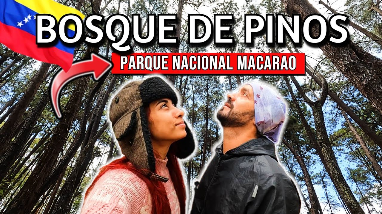 Cómo LLEGAR al BOSQUE DE PINOS? Un paraíso SIN SALIR de MIRANDA #venezuela #bosquedepinos