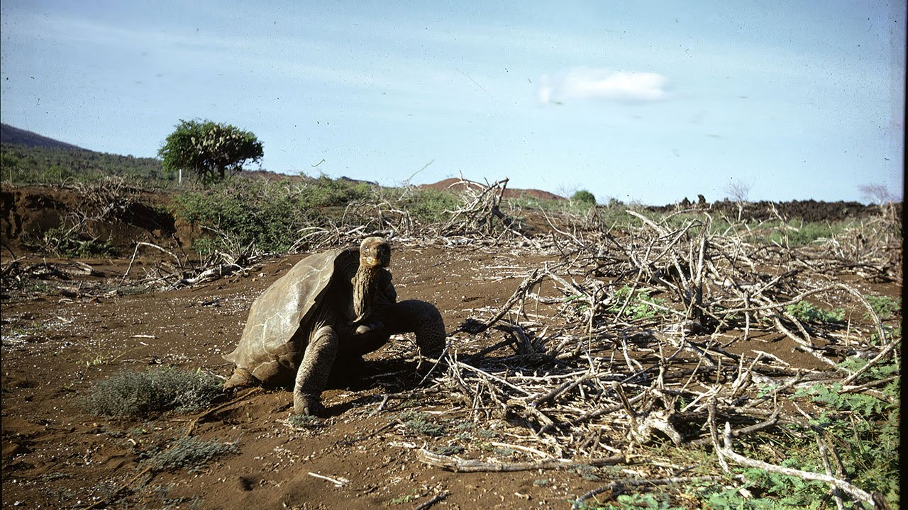 Lonesome George and the Galapagos Today: What the Tortoise Taught Us