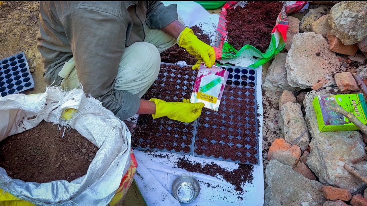 Lobia Seeds Germination in Pro Tray | लोबिया बीज अंकुरण का सही तरीका | Seed Germination Step by Step